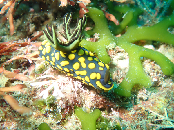 サガミリュウグウウミウシ