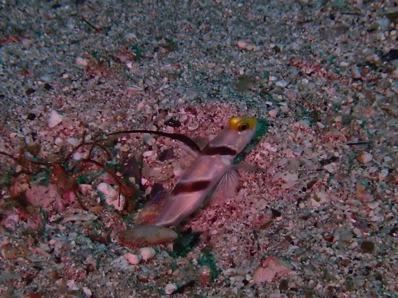 ヒレナガネジリンボウ