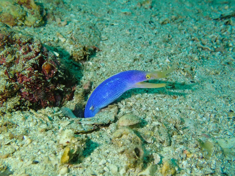 ハナヒゲウツボ