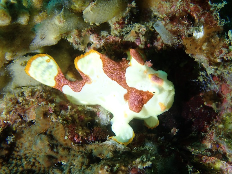 クマドリカエルアンコウ