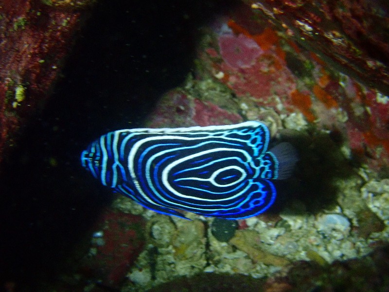 タテジマキワチャクダイの幼魚