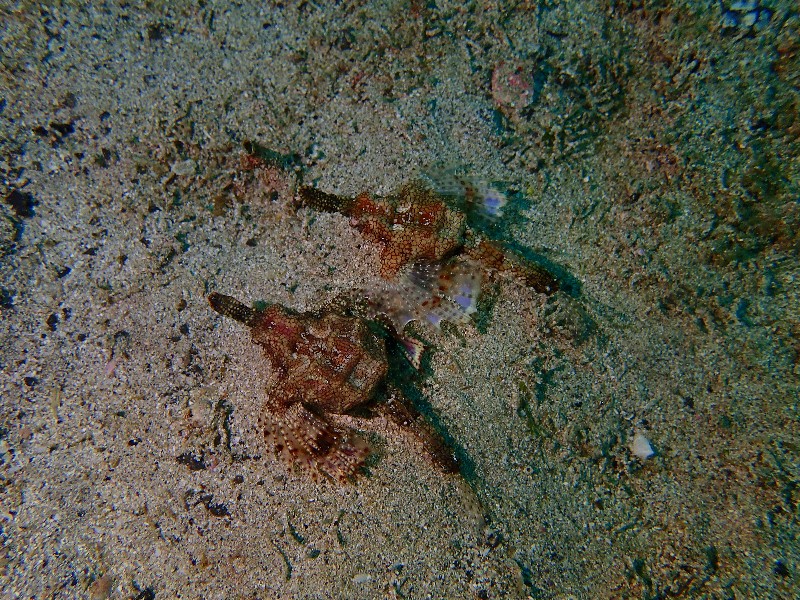 ウミテングのペア