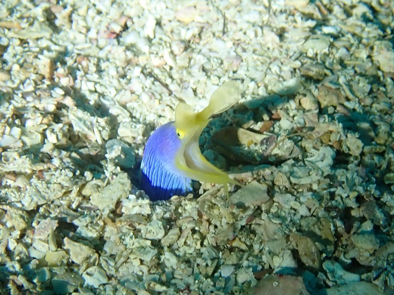 ハナヒゲウツボ