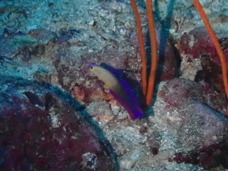アケボノハゼ