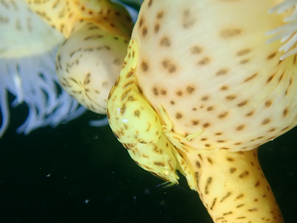 アヤトリカクレエビ