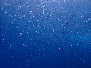 キビナゴの群れ