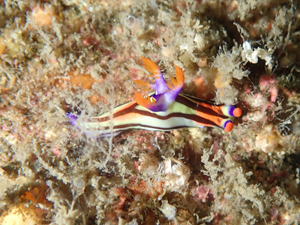 セトリュウグウウミウシ