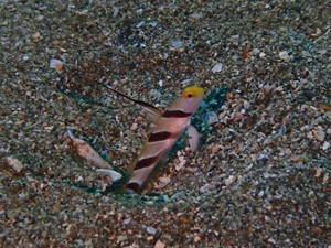 ヒレナガネジリンボウ