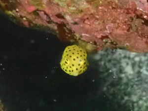 ミナミハコフグの幼魚