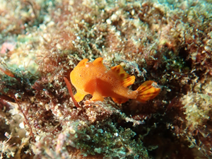 イロカエルアンコウ