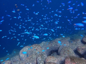 ソラスズメタイの群れ