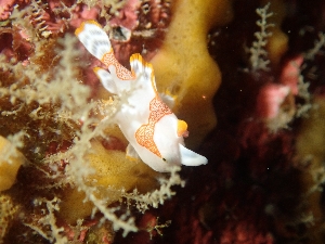 クマドリカエルアンコウ