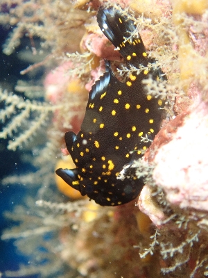 クマドリカエルアンコウ