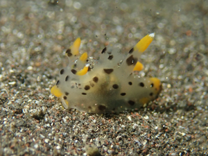 ミズタマウミウシ