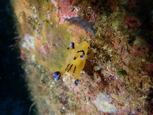 ウデフリツノザヤウミウシ