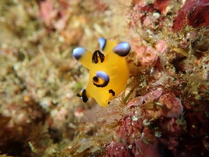 ウデフリツノザヤウミウシ