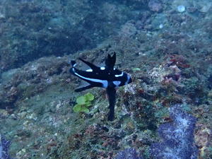 ホホスジタルミの幼魚