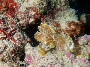 ハダカハオコゼ