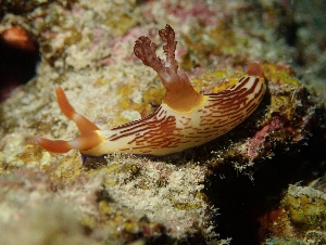 クロスジリュウグウウミウシ