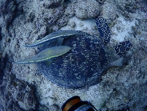 アオウミガメ