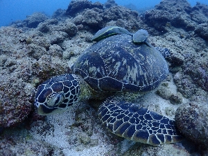 アオウミガメ