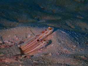 ヤシャハゼのペア