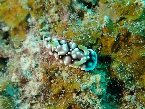 キカモヨウウミウシ