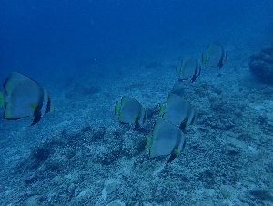 ツバメウオ