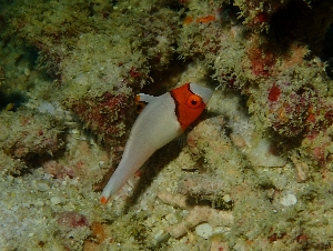 イロブダイの幼魚
