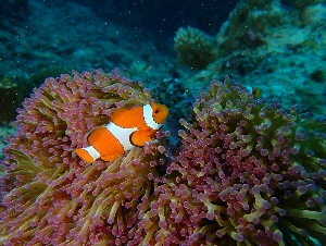 カクレクマノミ