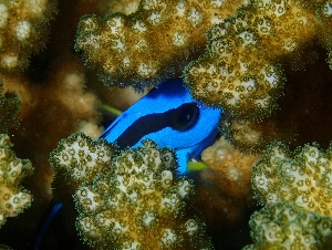 ナンヨウハギの若魚