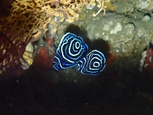 タテジマキンチャクダイの幼魚