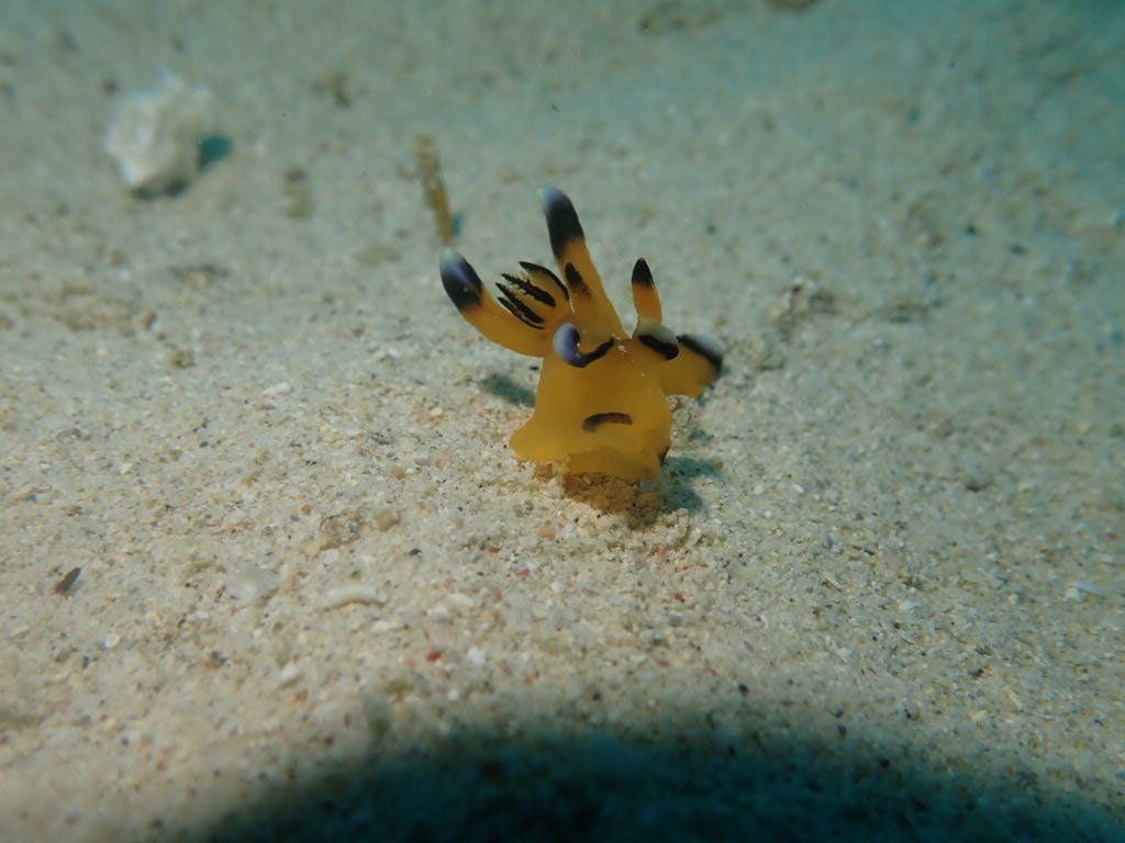 ウデフリツノザヤウミウシ
