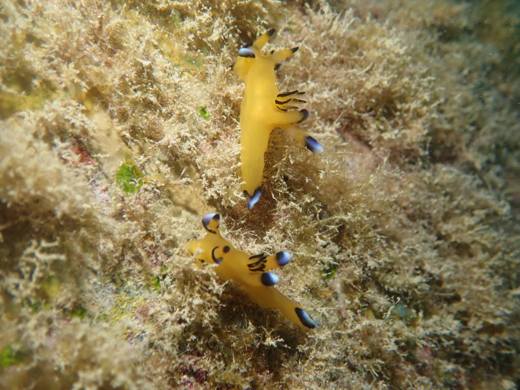 ウデフリツノザヤウミウシ