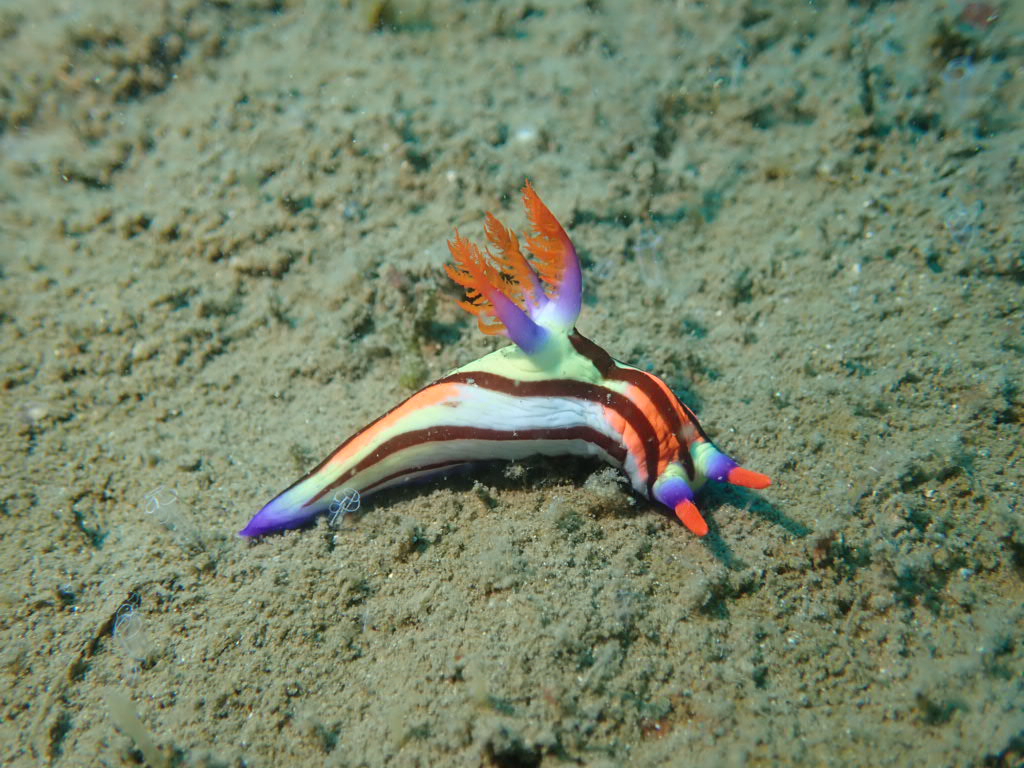 セトリュウグウウミウシ