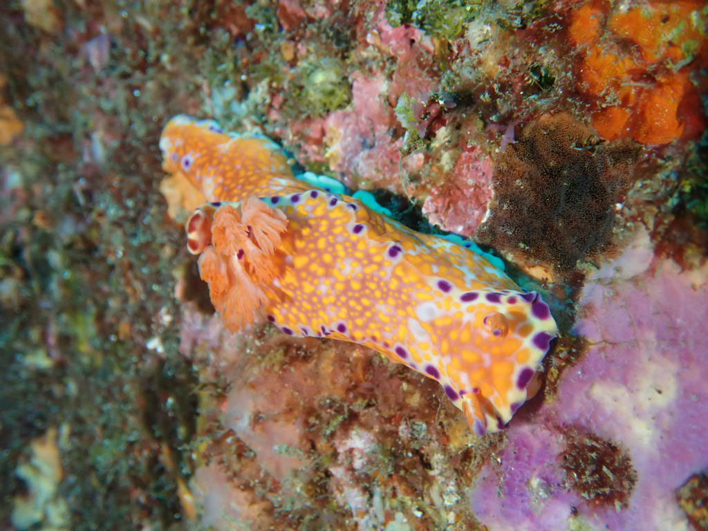 ニシキウミウシ