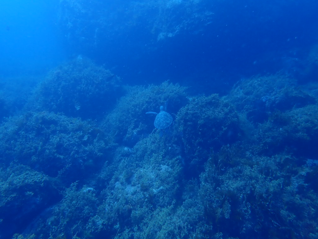ウミガメ
