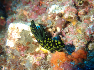 スルガリュウグウウミウシ