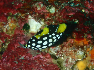 モンガラカワハギの幼魚