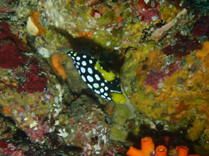 モンガラカワハギの幼魚