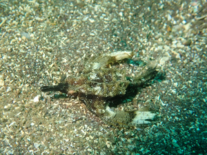 ウミテング