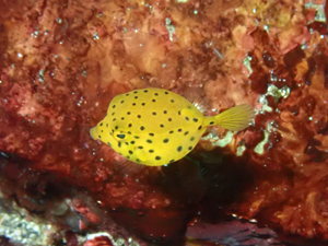 ミナミハコフグの幼魚