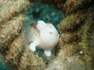 イロカエルアンコウ