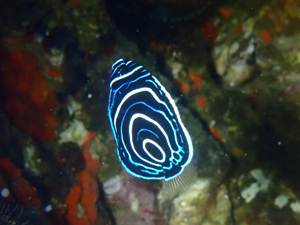 タテジマキンチャクダイの幼魚