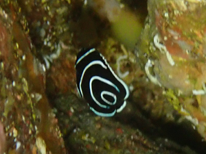 タテジマキンチャクダイの幼魚