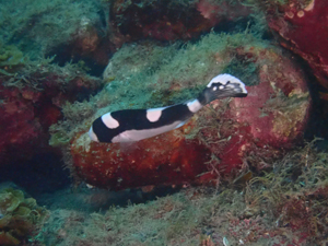 アジアコショウダイの幼魚