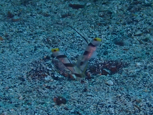 ヒレナガネジリンボウのペア