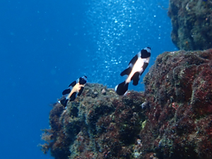 マダラタルミの幼魚