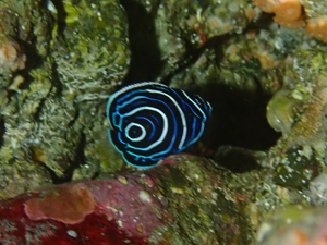 タテジマキンチャクダイの幼魚