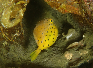 ミナミハコフグの幼魚